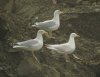 Herring Gull at Barling Rubbish Tip (Steve Arlow) (77756 bytes)